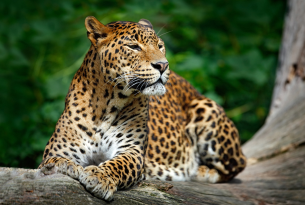 Leopard in Sri Lanka