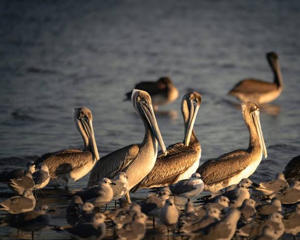 Birdwatching in Sri Lanka