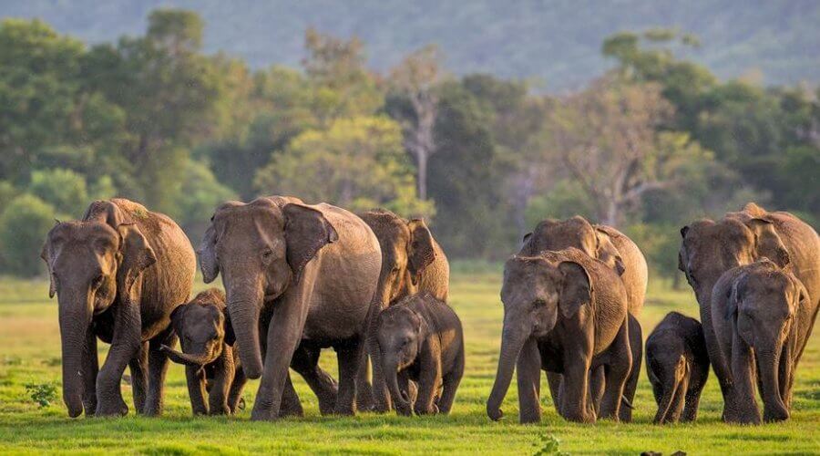 Elephant in Sri Lanka
